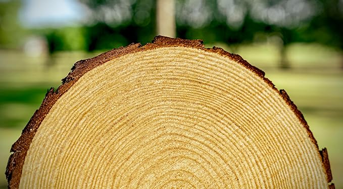 Set of (12) 11-13 inch Wood Slices for centerpieces! Wedding centerpieces, Wood Rounds, Tree Slices (11-13 inch Set of 12)