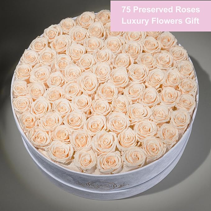 75 Preserved Roses in Suede Box – Luxury Rose Flower Arrangement, Preserved Flowers Gifts for Women, Wife or Mom – Birthday, Anniversary, Valentine’s Day, Mother's Day (Champagne)